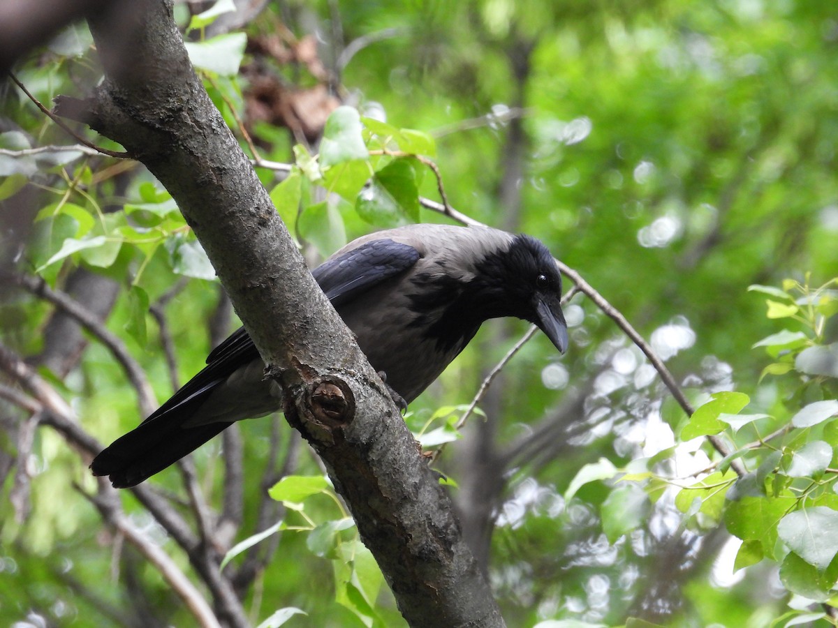 Hooded Crow - ML619181806