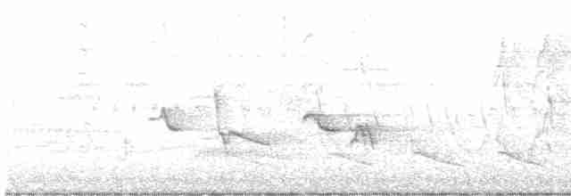 Oriole des vergers - ML619181809