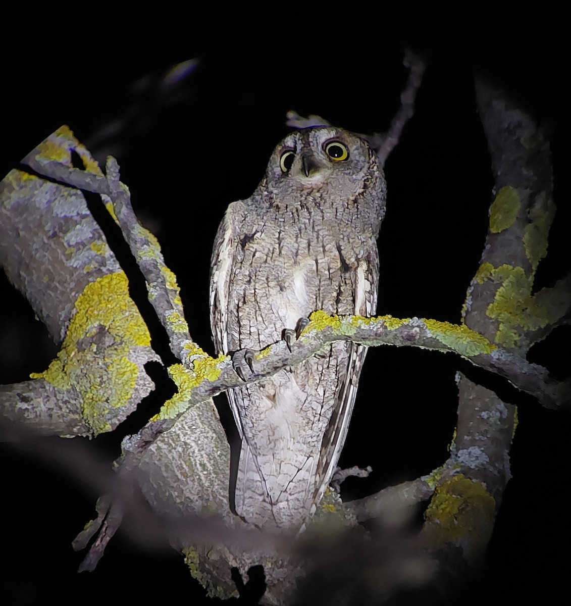 Eurasian Scops-Owl - ML619181825