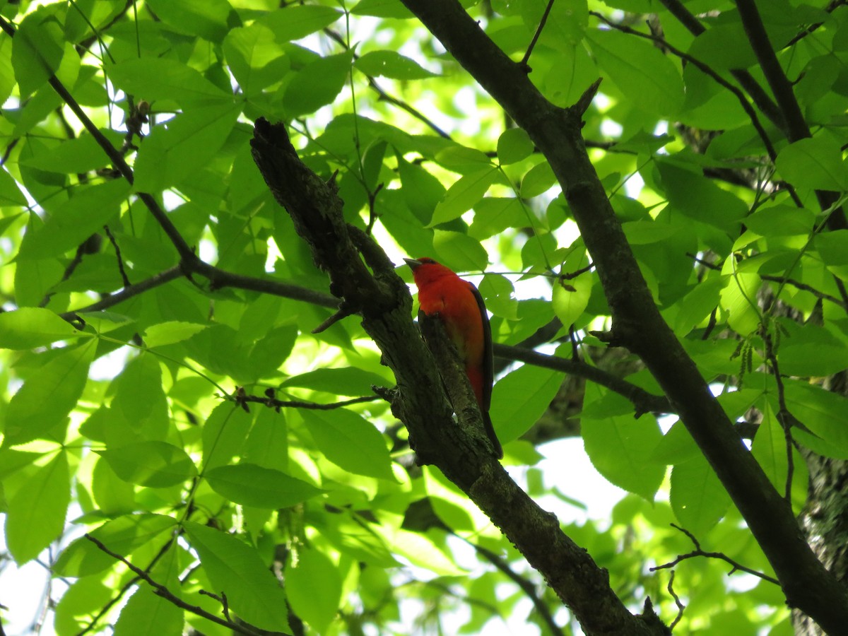 Scarlet Tanager - ML619181850
