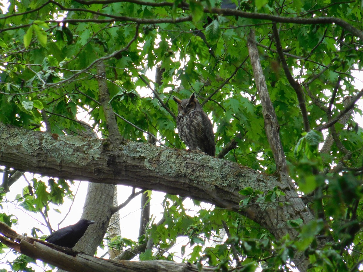 Great Horned Owl - ML619181852