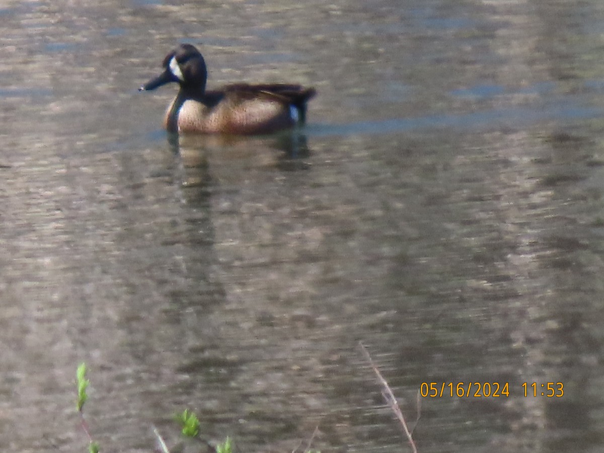 Blue-winged Teal - ML619181867