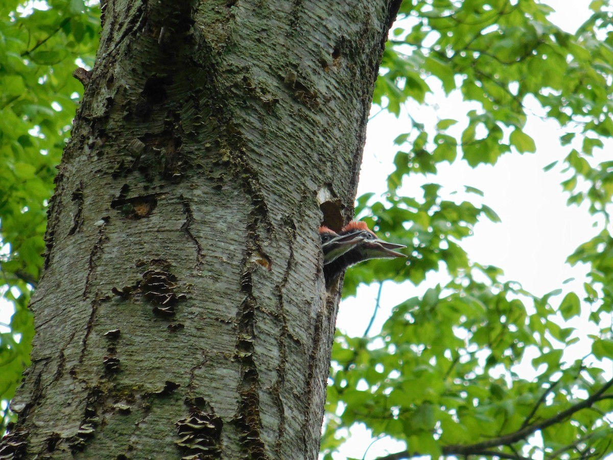 Pileated Woodpecker - ML619181876