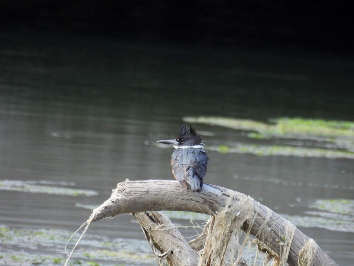 Belted Kingfisher - ML619181880
