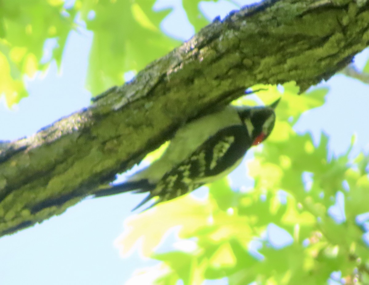Downy Woodpecker - ML619181881