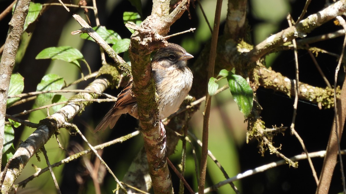 Rufous-collared Sparrow - ML619181897