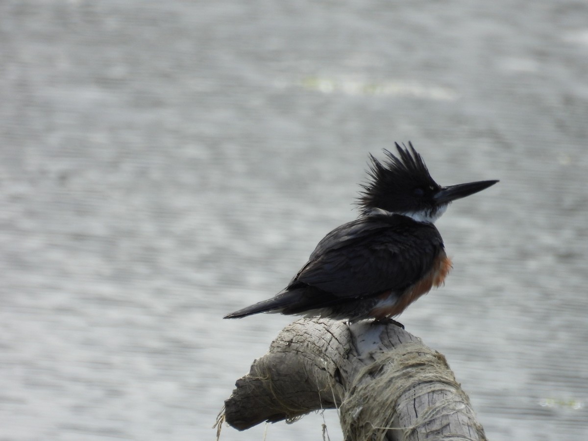 Belted Kingfisher - ML619181920