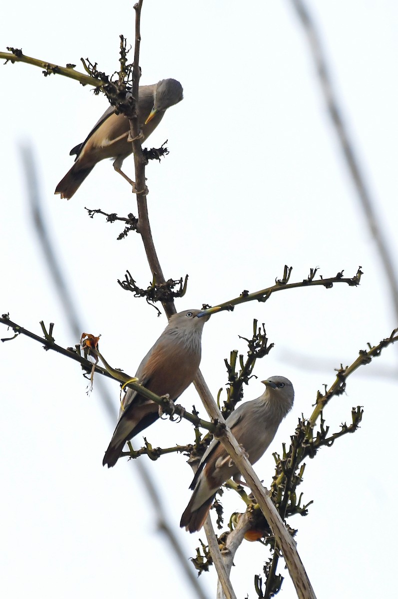 Chestnut-tailed Starling - ML619181934