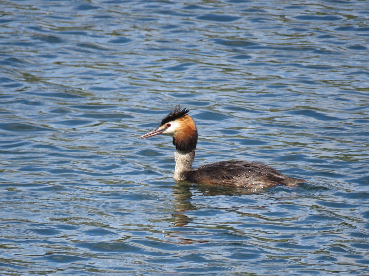 Great Crested Grebe - ML619182041