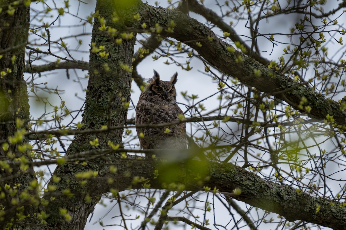Great Horned Owl - ML619182058