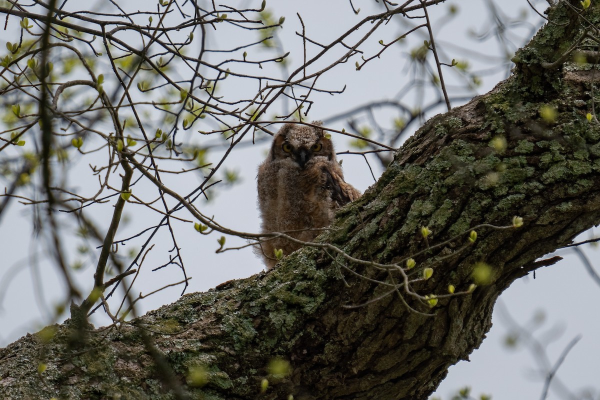Great Horned Owl - ML619182059