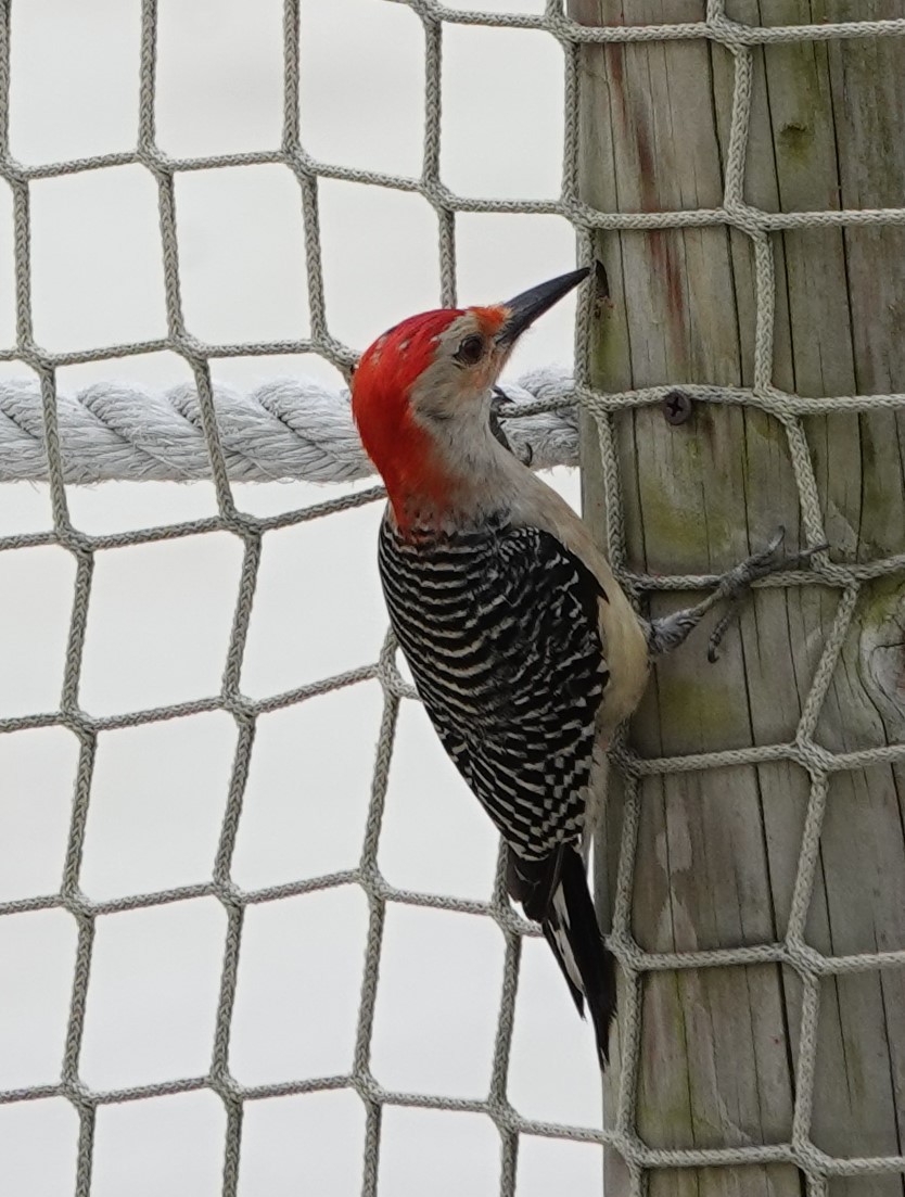 Red-bellied Woodpecker - ML619182064