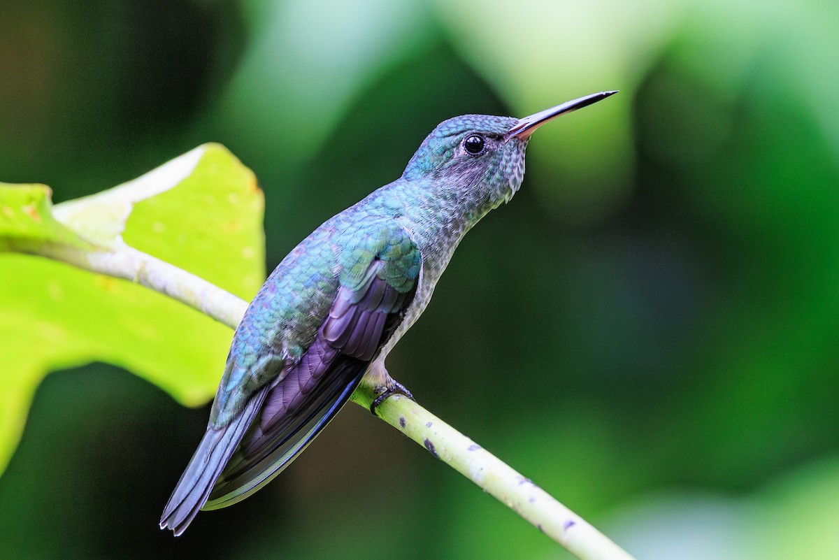 kolibřík skvrnitoprsý - ML619182141