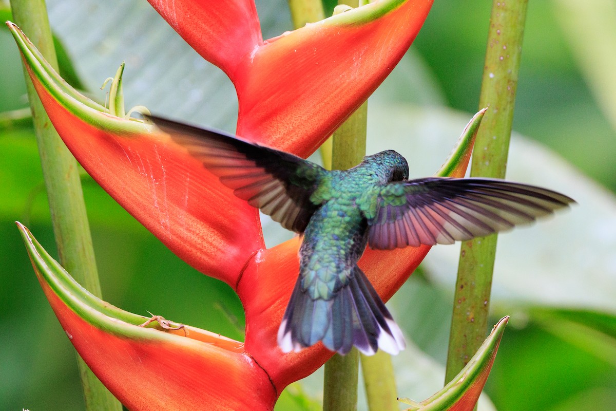 kolibřík skvrnitoprsý - ML619182142