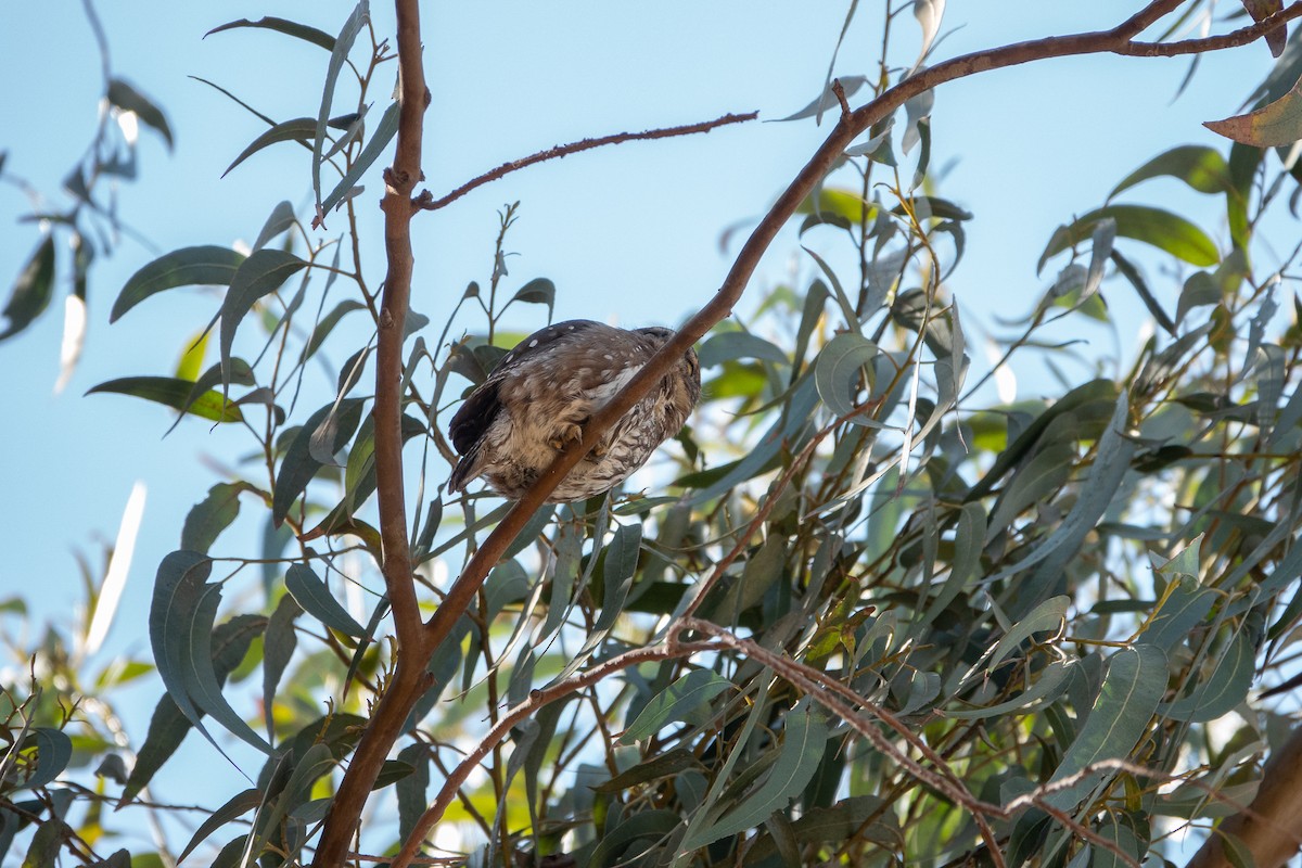 Austral Pygmy-Owl - ML619182182