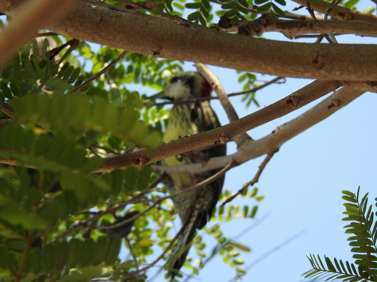 Cuban Green Woodpecker - ML619182185