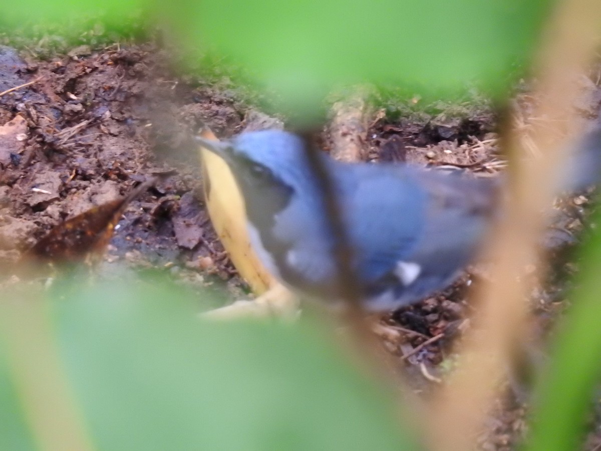 Black-throated Blue Warbler - ML619182193