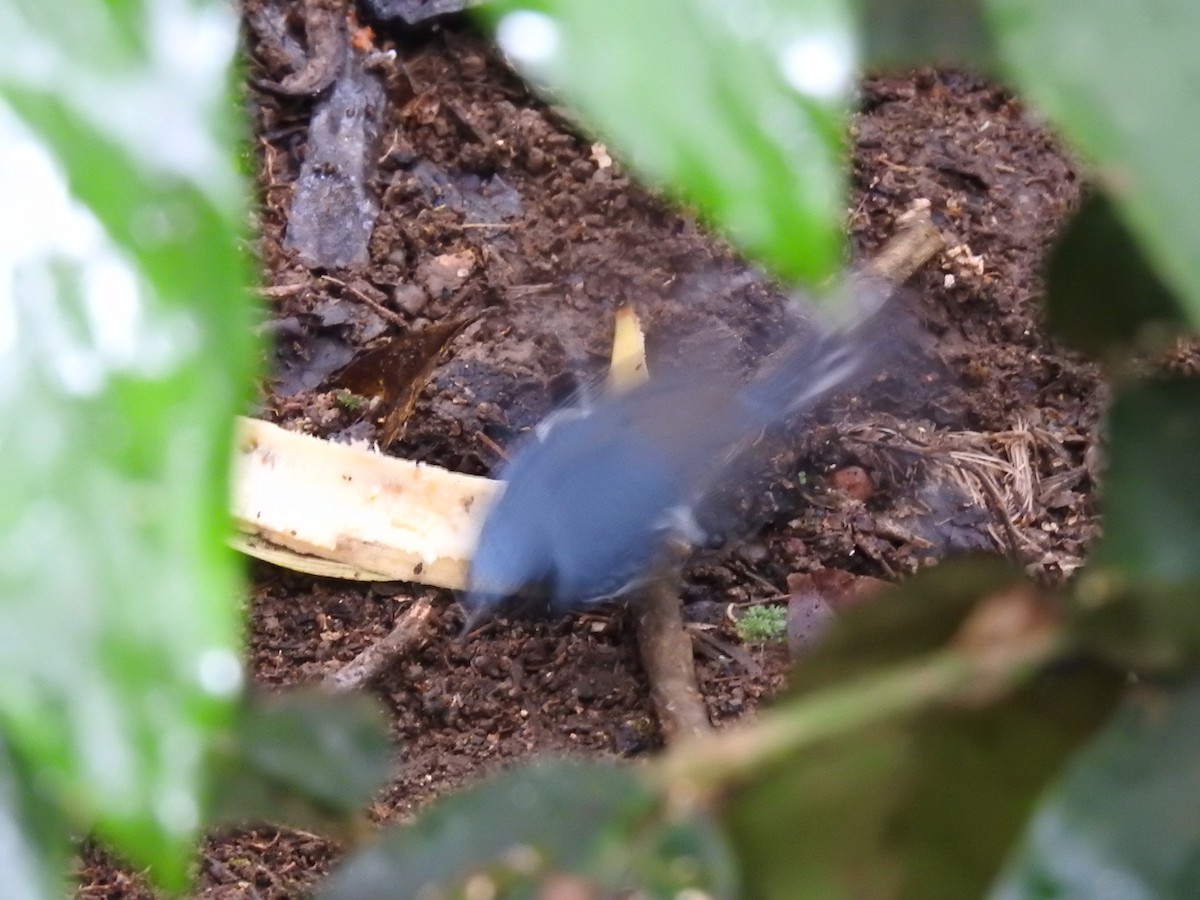 Black-throated Blue Warbler - ML619182195