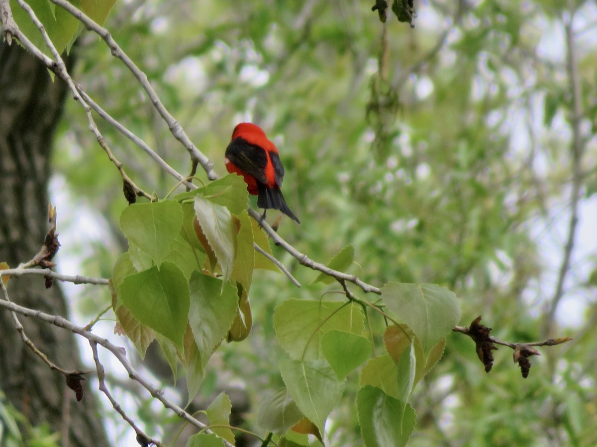 Scarlet Tanager - ML619182198