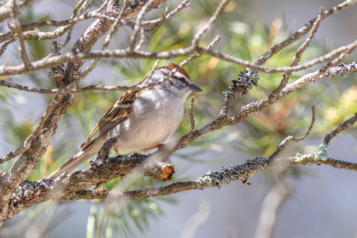 Chipping Sparrow - ML619182199