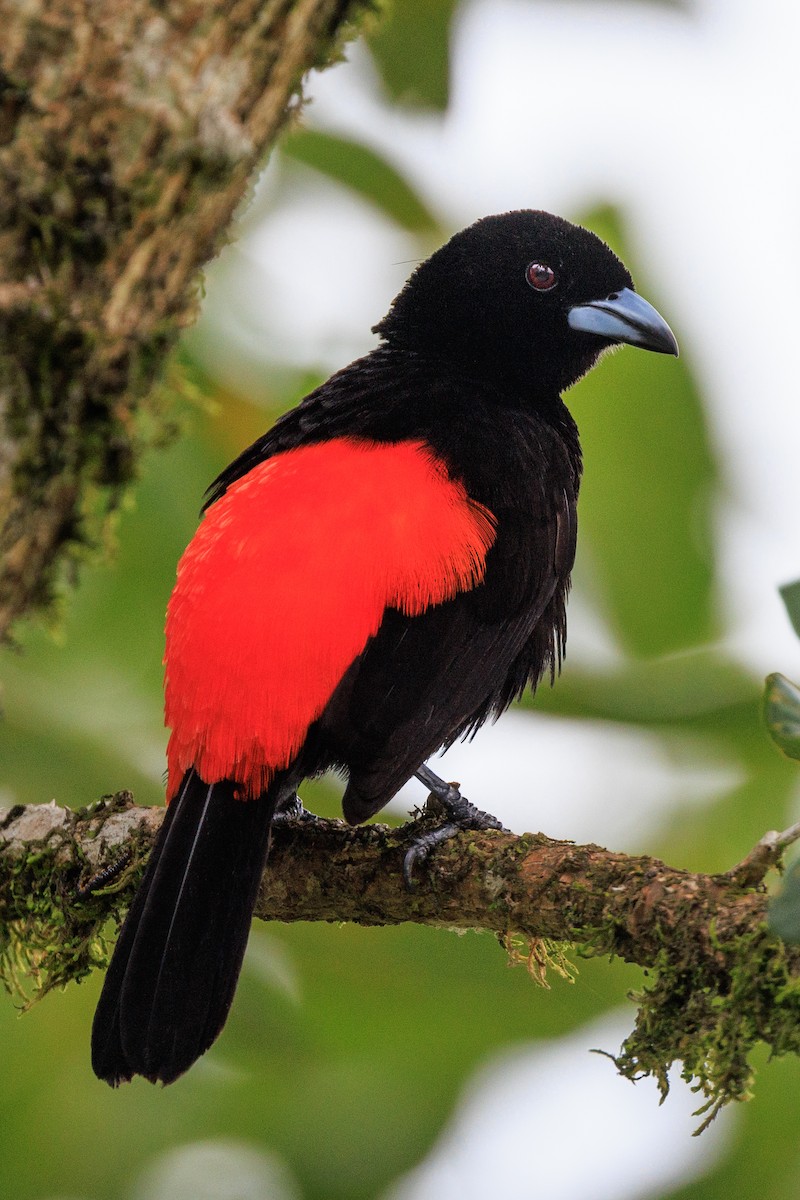 Scarlet-rumped Tanager - ML619182226