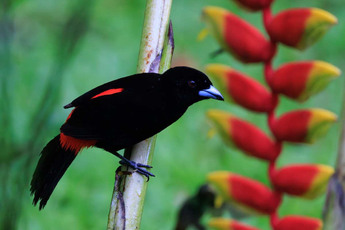 Scarlet-rumped Tanager - ML619182229