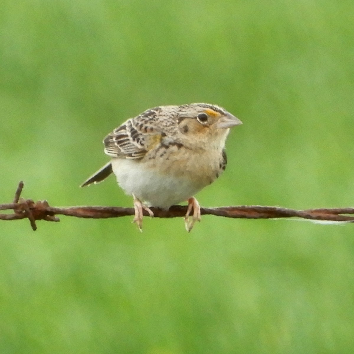Grasshopper Sparrow - ML619182250