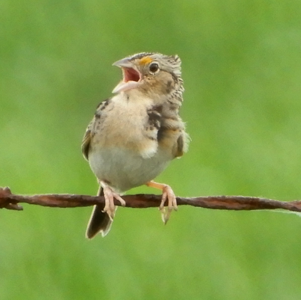 Grasshopper Sparrow - ML619182251