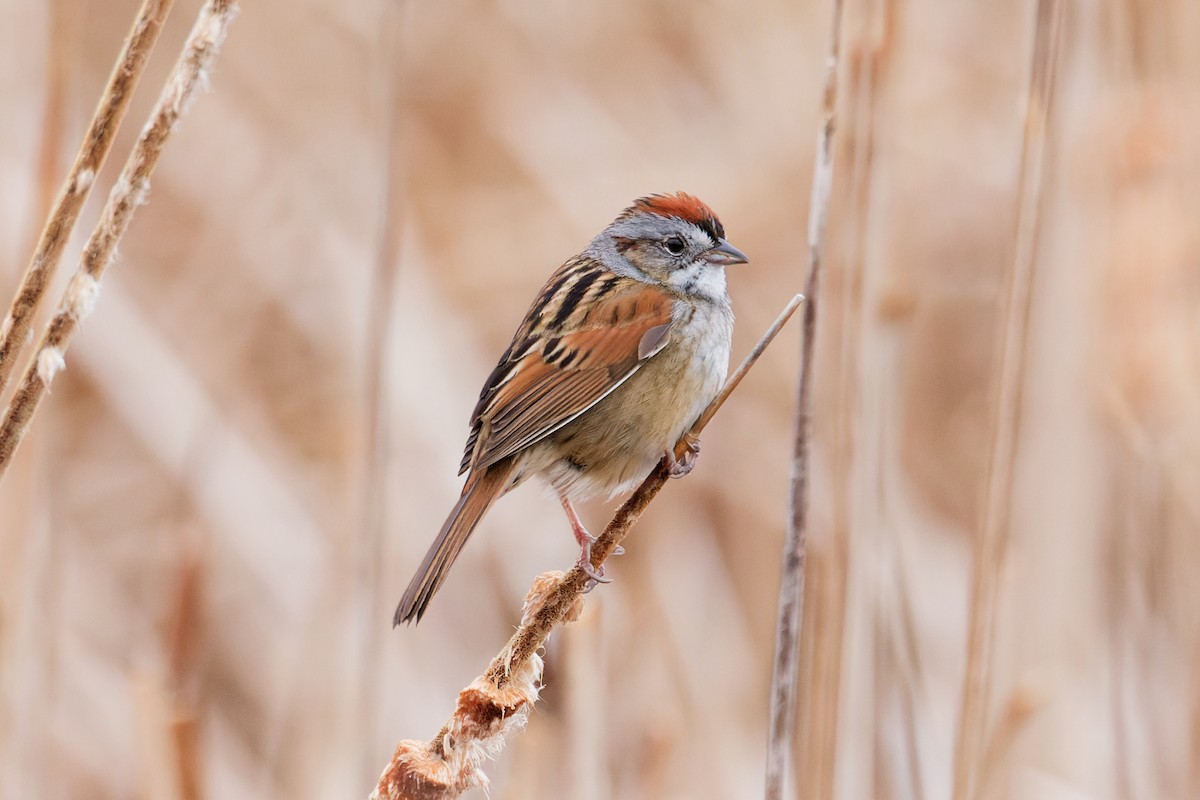 Chipping Sparrow - ML619182259