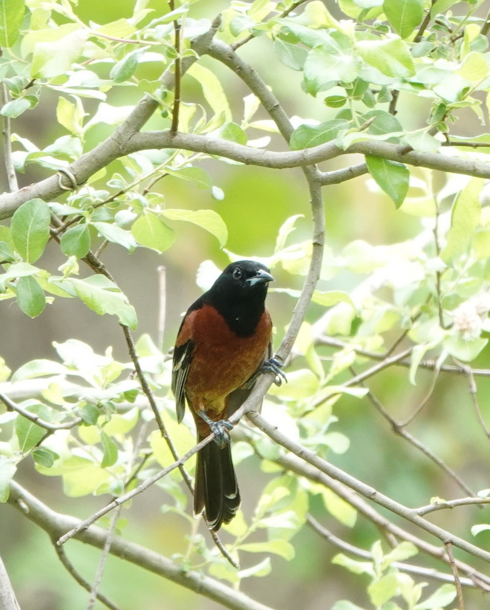 Orchard Oriole - ML619182264