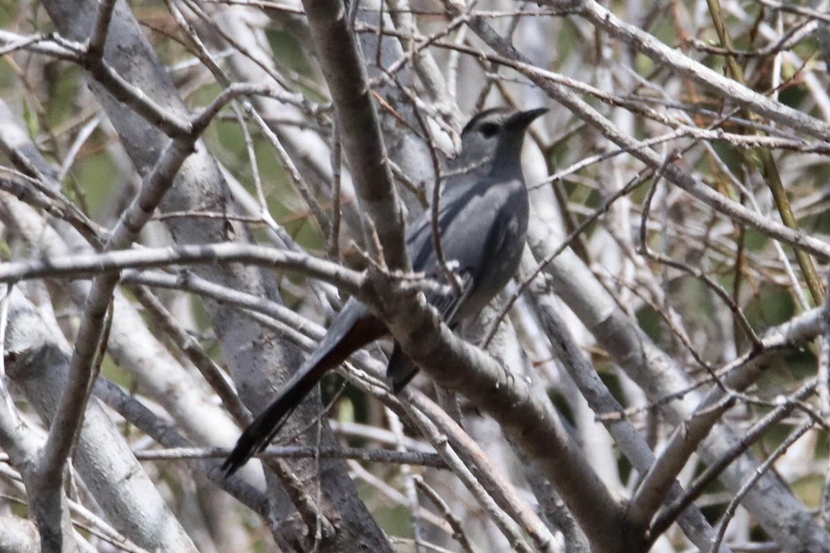 Gray Catbird - ML619182298