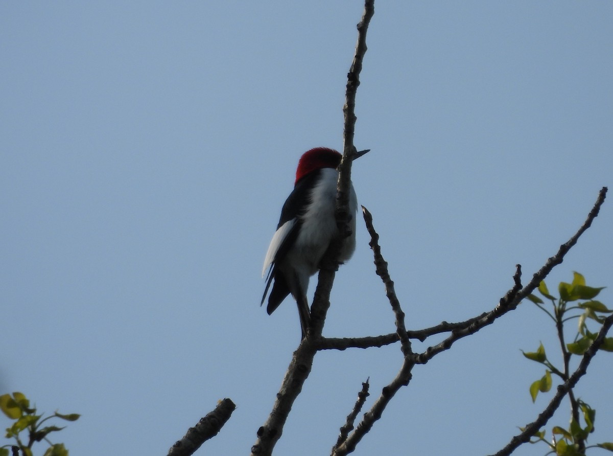 Red-headed Woodpecker - ML619182299
