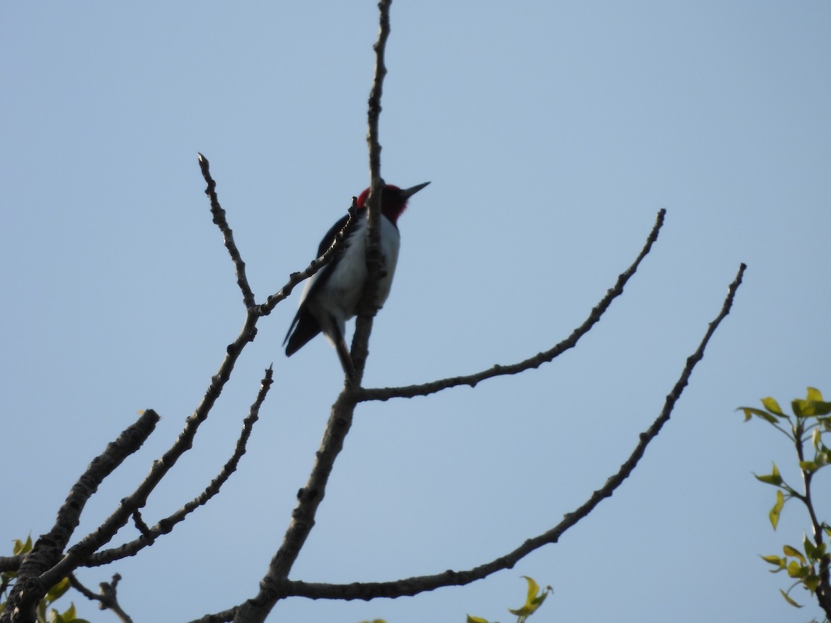 Red-headed Woodpecker - ML619182300