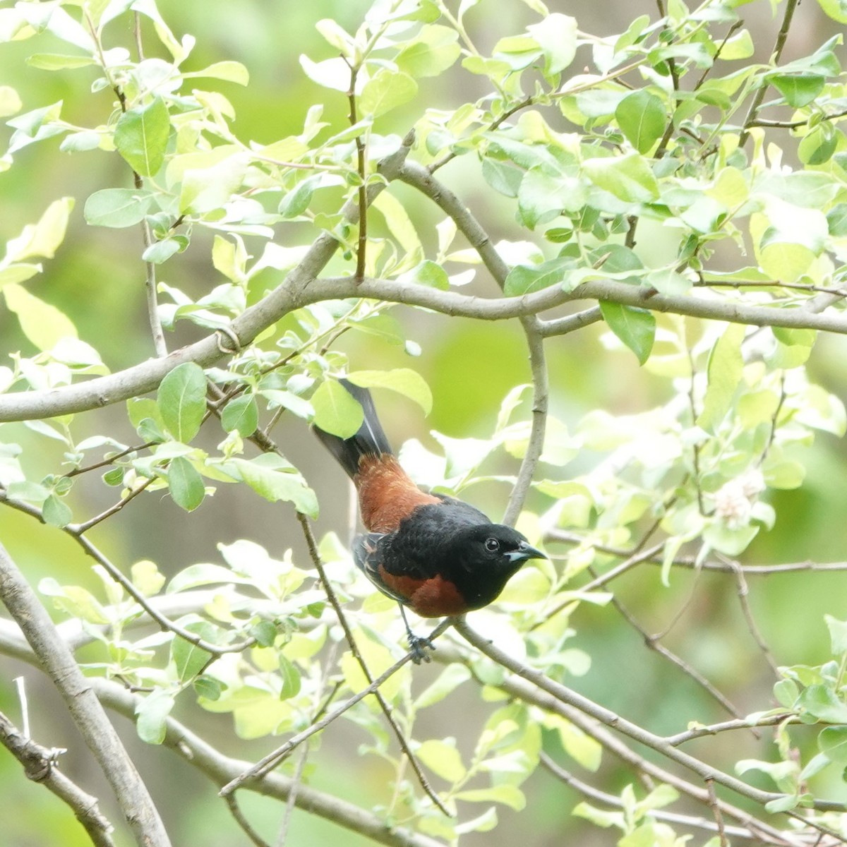 Orchard Oriole - ML619182306