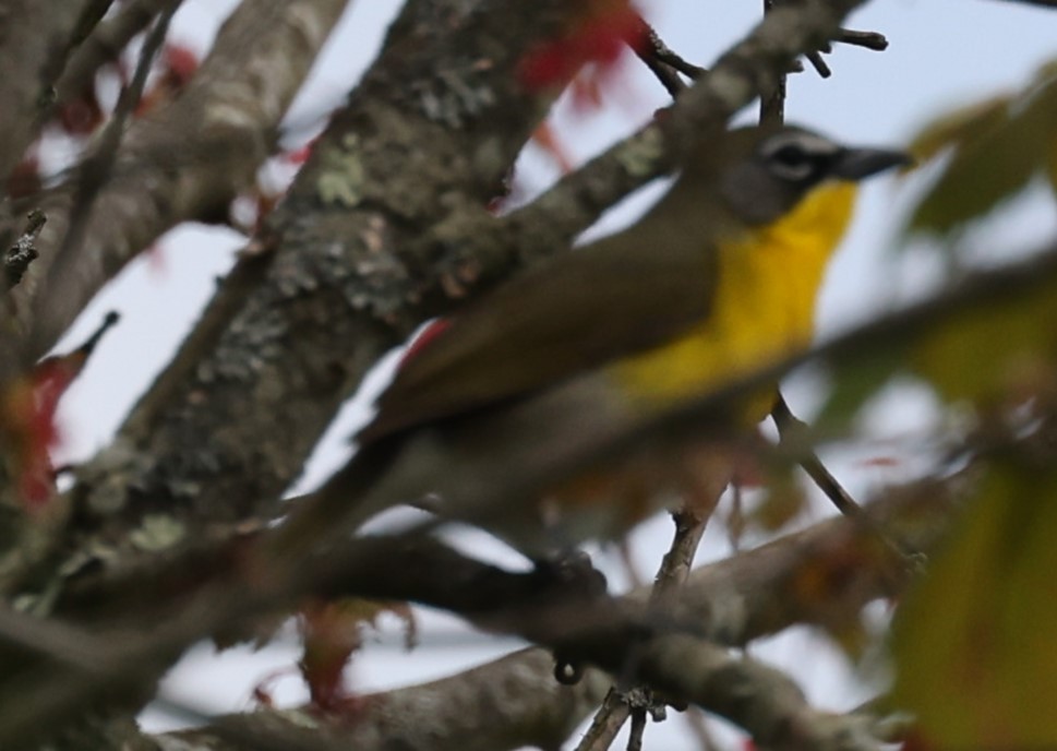 Yellow-breasted Chat - ML619182321