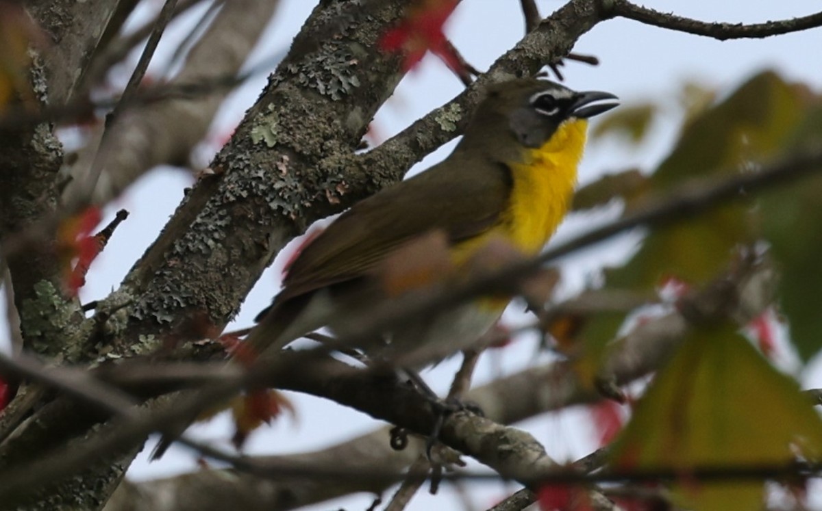 Yellow-breasted Chat - ML619182324