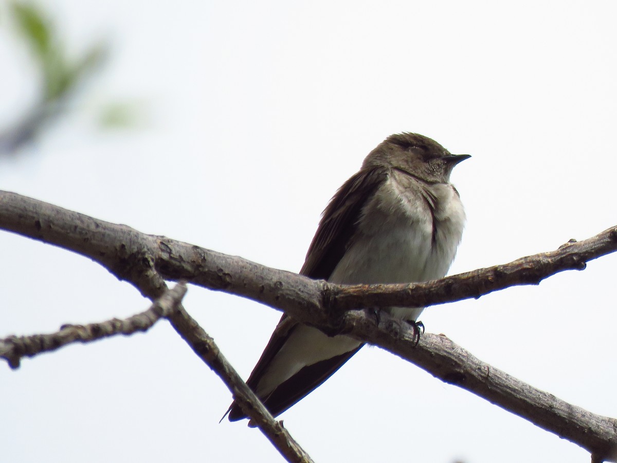 Northern Rough-winged Swallow - ML619182444