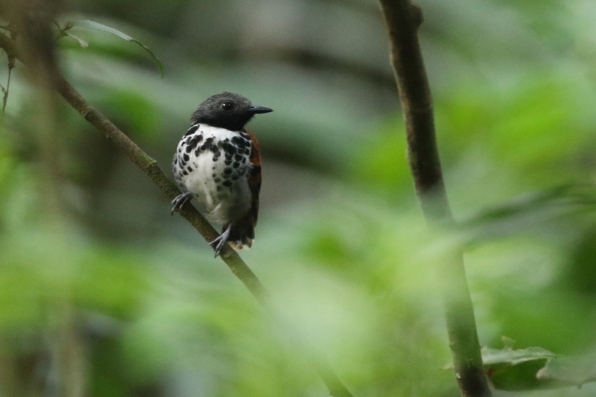 Spotted Antbird - ML619182450
