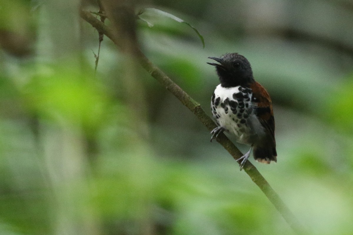 Spotted Antbird - ML619182451