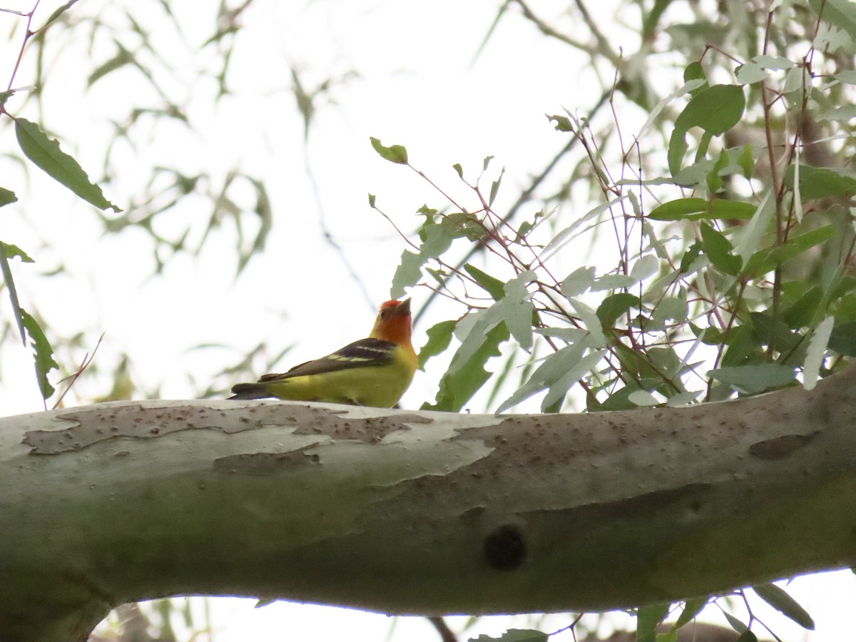 Western Tanager - ML619182471