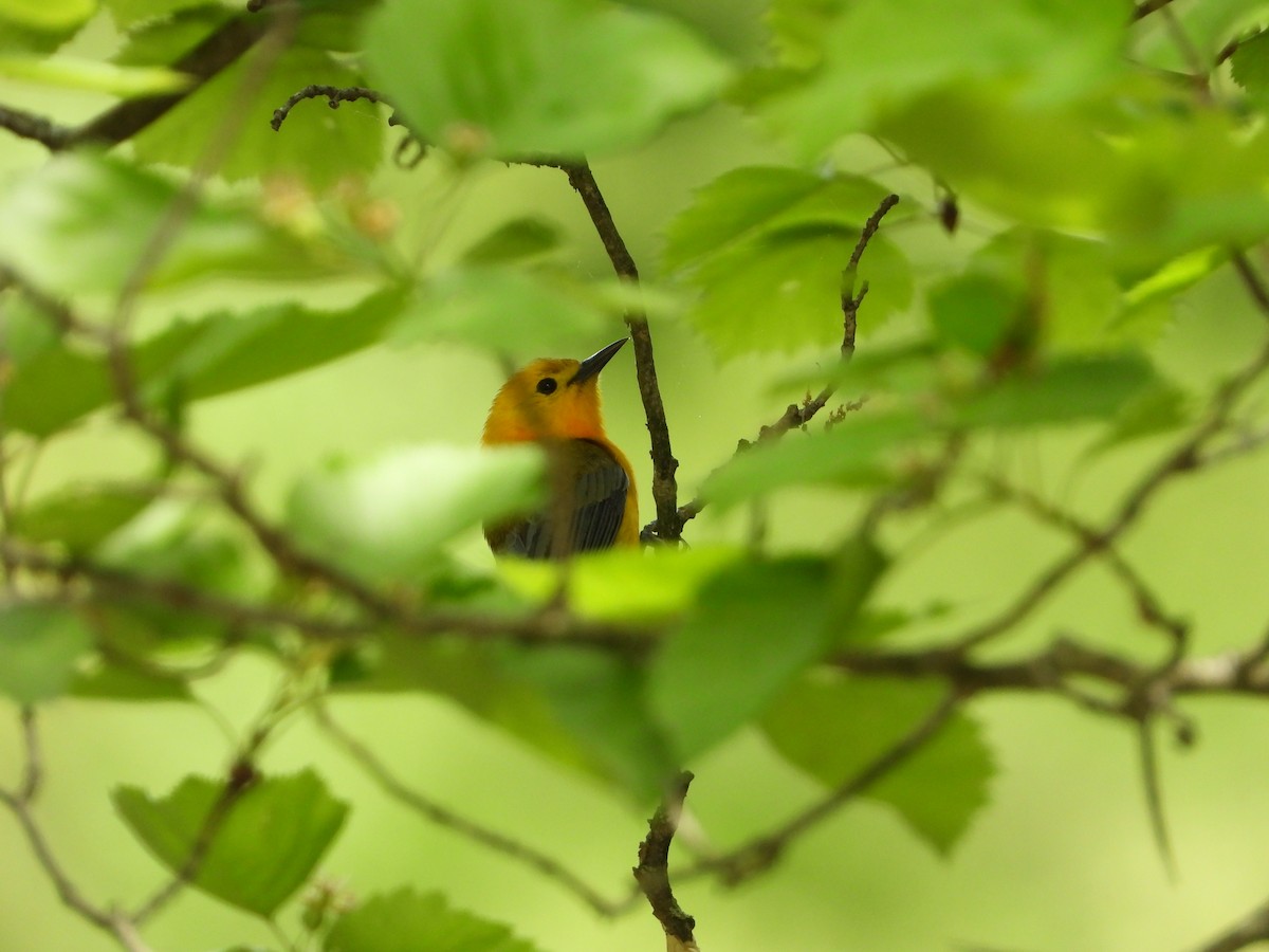 Prothonotary Warbler - ML619182506