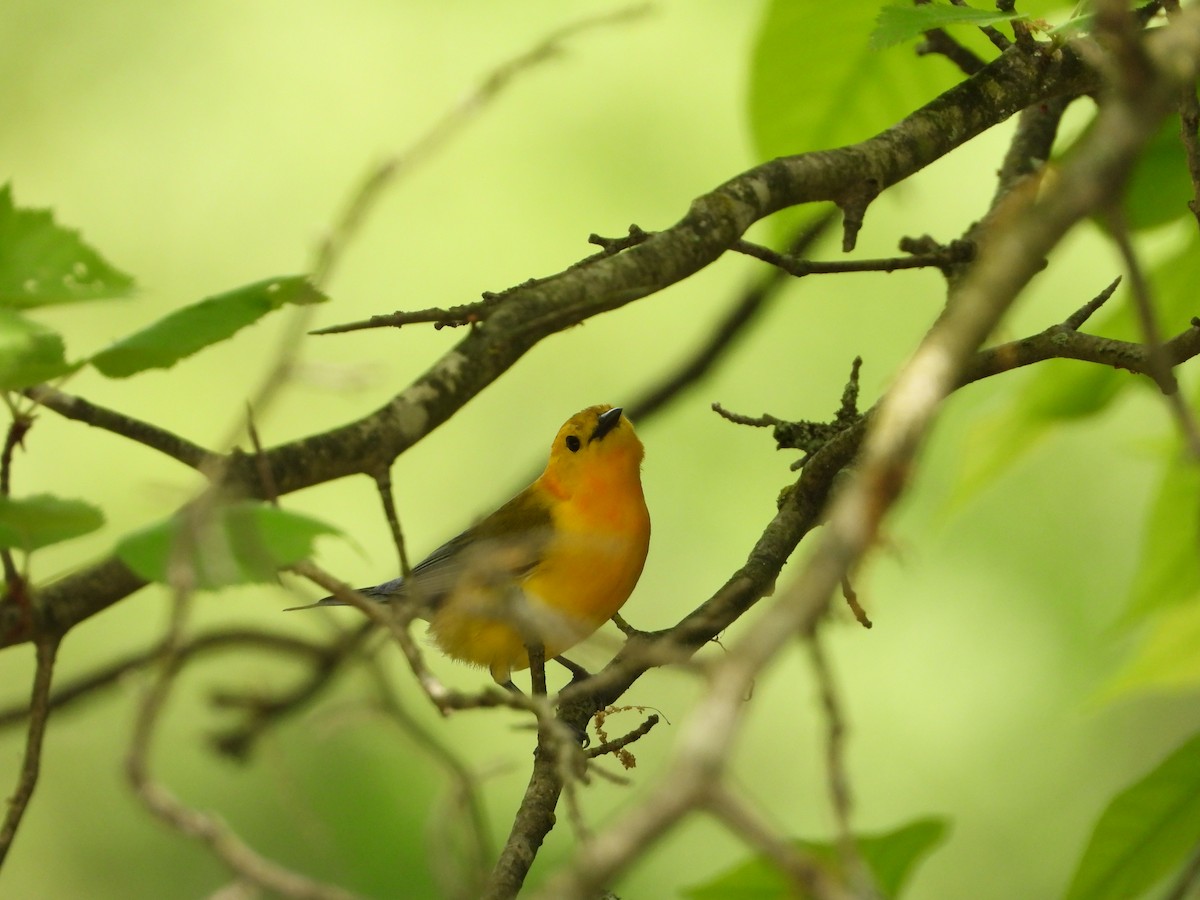Prothonotary Warbler - ML619182507