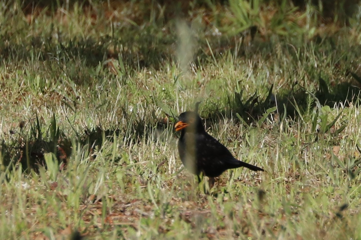 Eurasian Blackbird - ML619182510