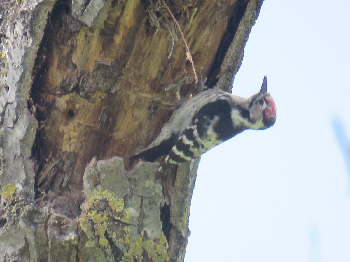 Lesser Spotted Woodpecker - ML619182527