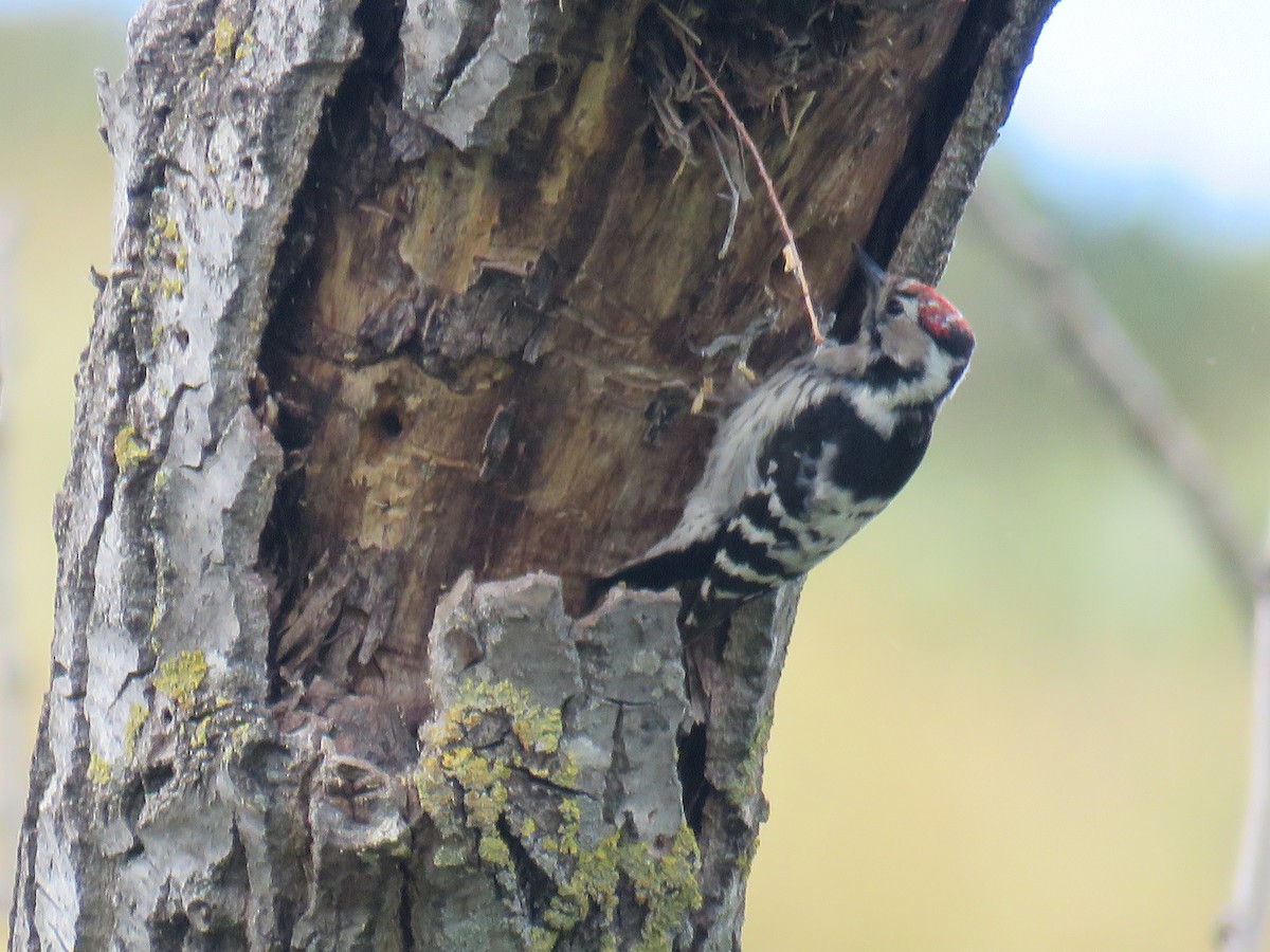 Lesser Spotted Woodpecker - ML619182528