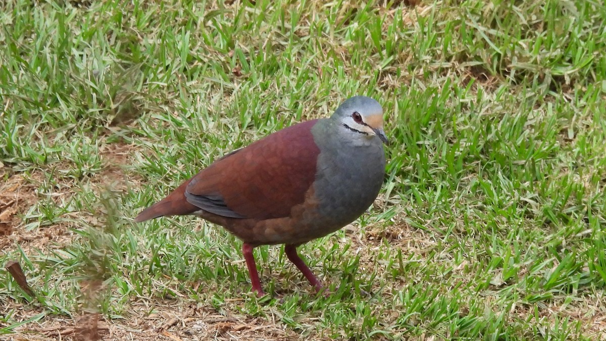 Buff-fronted Quail-Dove - ML619182537