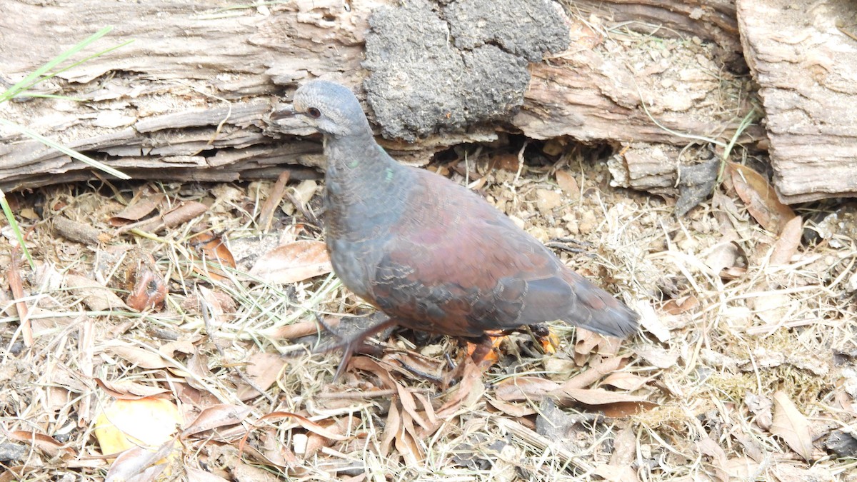 Buff-fronted Quail-Dove - ML619182540