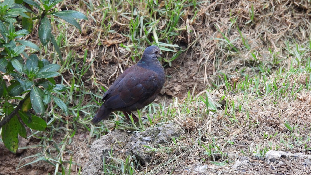 Buff-fronted Quail-Dove - ML619182541