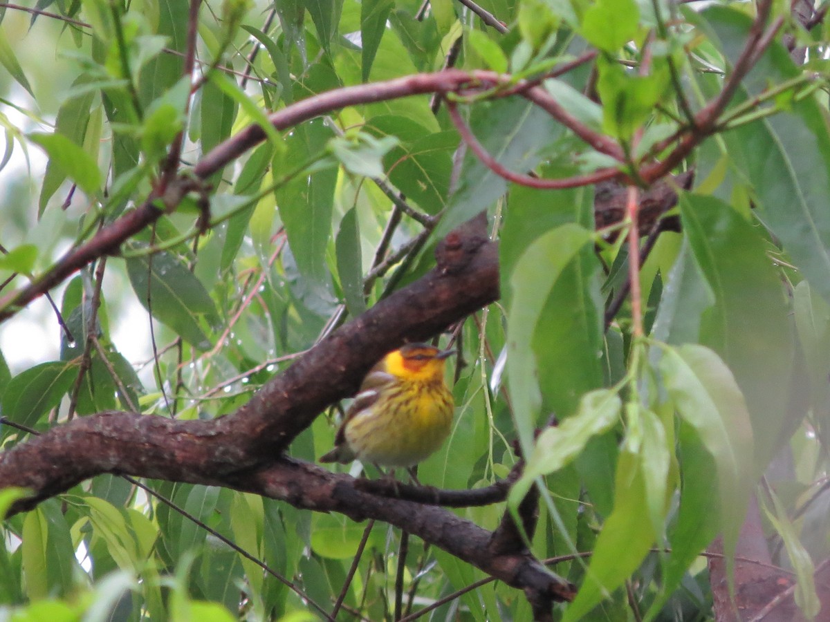 Cape May Warbler - ML619182563