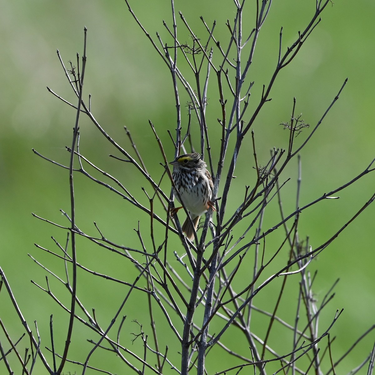 Savannah Sparrow - ML619182601